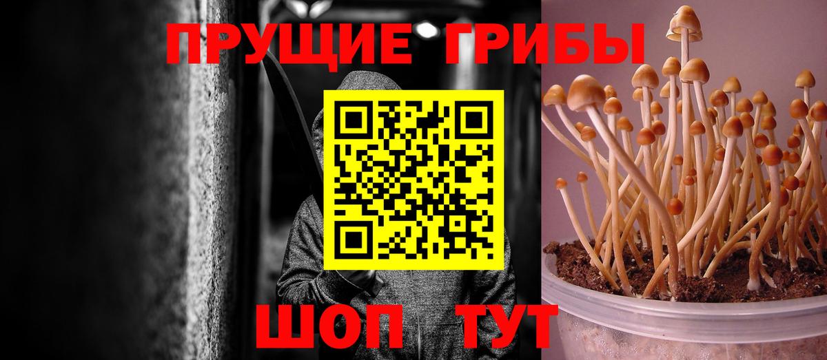 Псилоцибиновые грибы Psilocybe  Североморск 